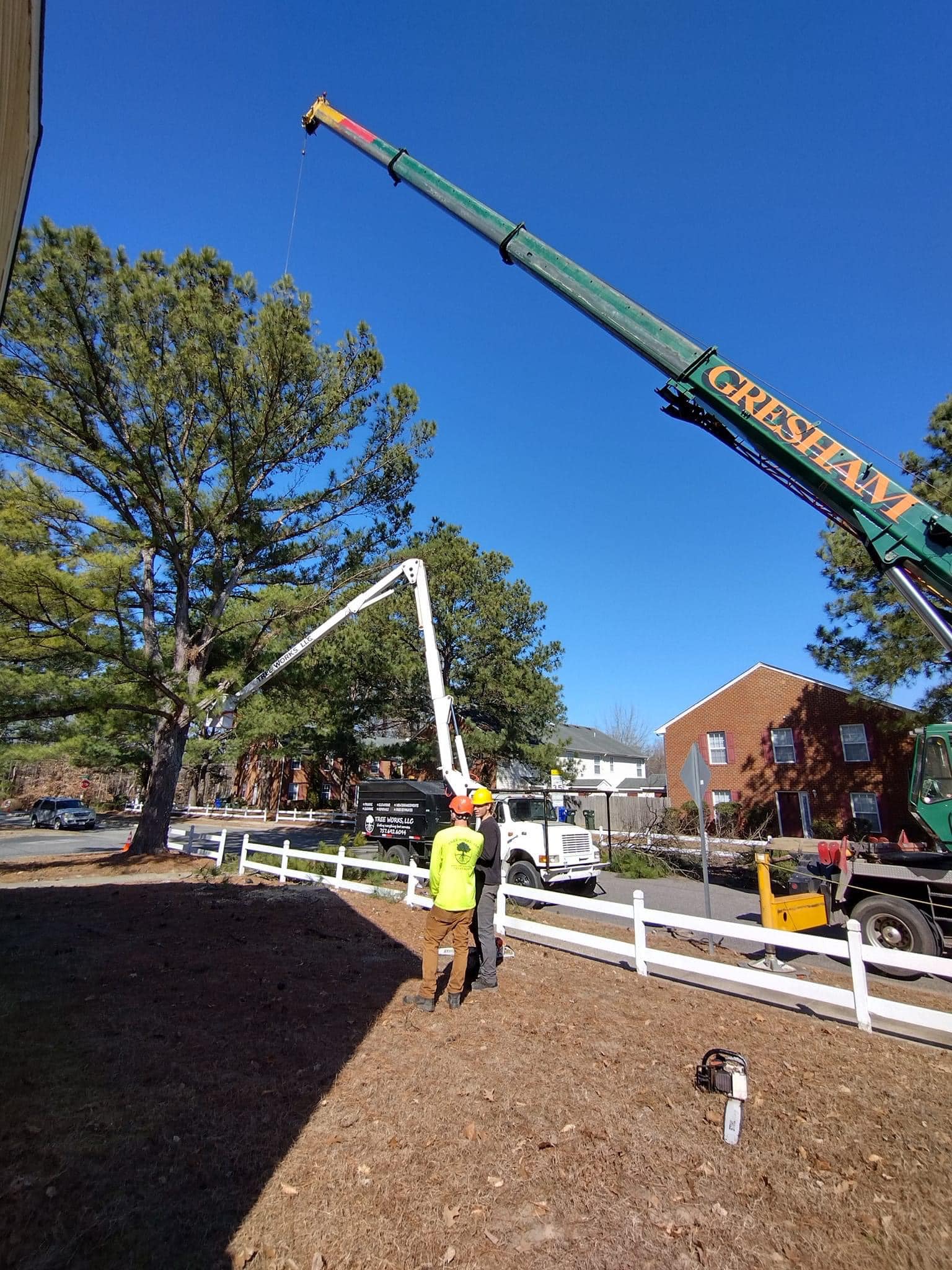 Tree Service in Chesapeake & Virginia Beach, VA – Expert Tree Care at Tree Works LLC