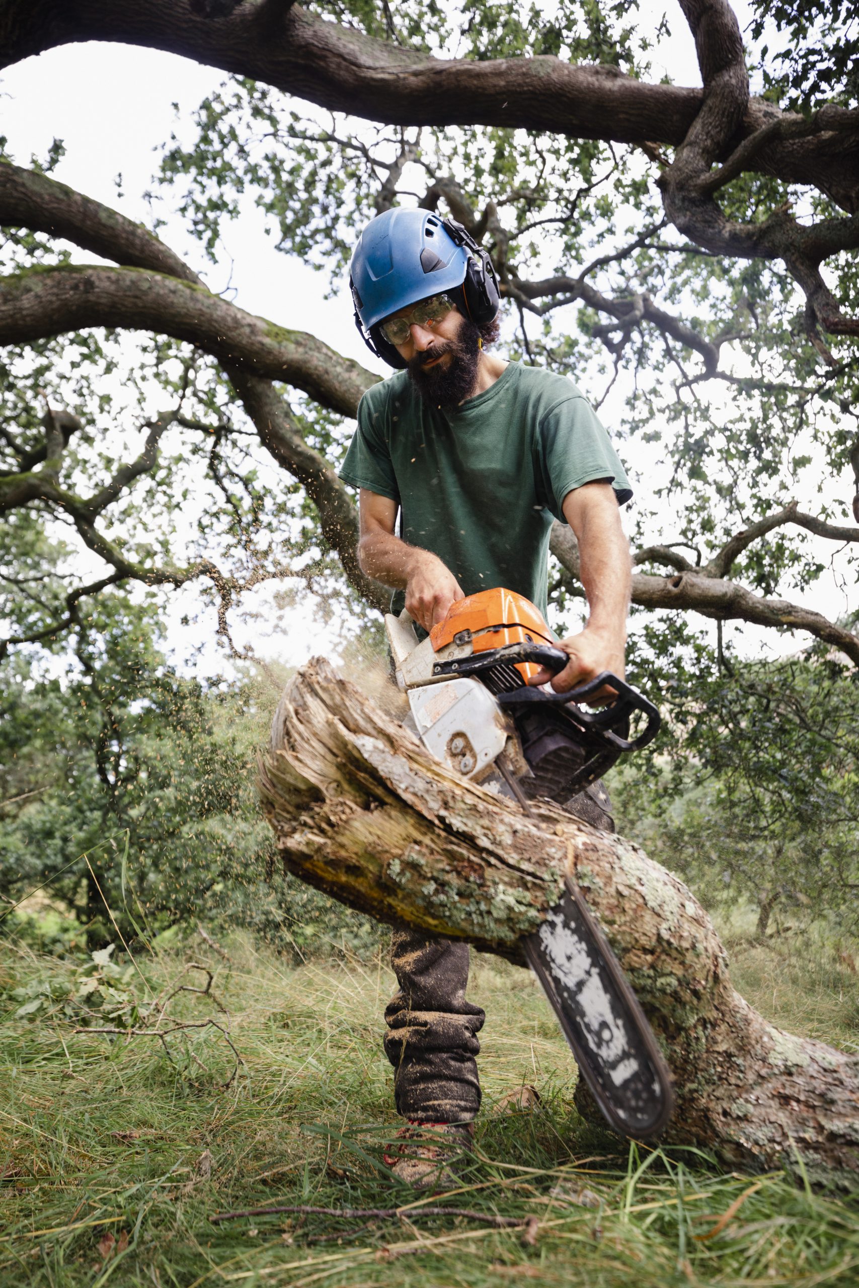 Arborist cutting a tree safely - Professional Tree Removal in Chesapeake, VA
